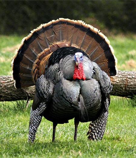 Fat Turkey 34