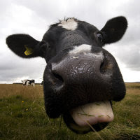 bovino al pascolo