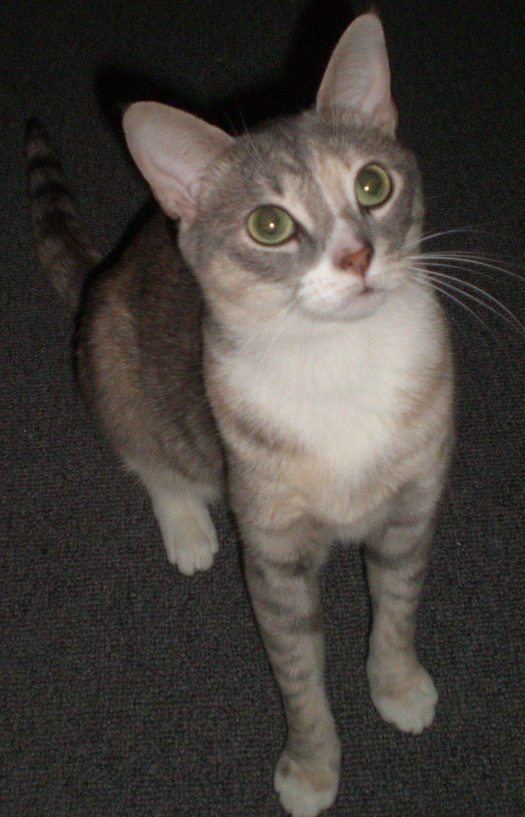 [ShelleyWinters2.jpg]