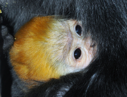 [langurkolyok06_foto_Bagosi_Zoltan_250x250.png]