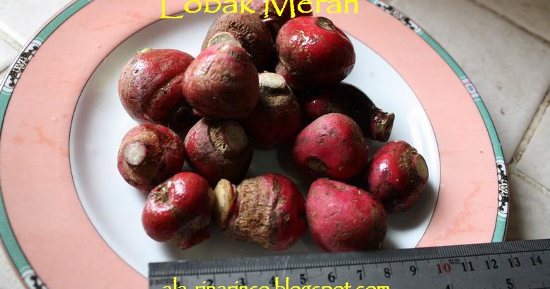 saya lobak merah radish saya lobak merah radish
