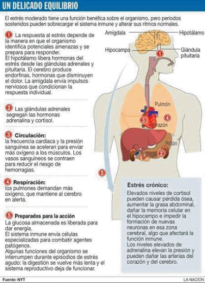 ENFERMEDAD Y ESTRES enfermedad y estres: