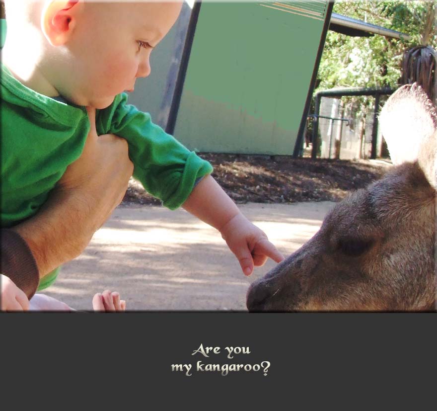 Are you my kangaroo?