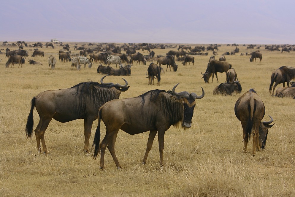 El Continente Africano, hermosas imágenes El Continente Africano, hermosas imágenes
