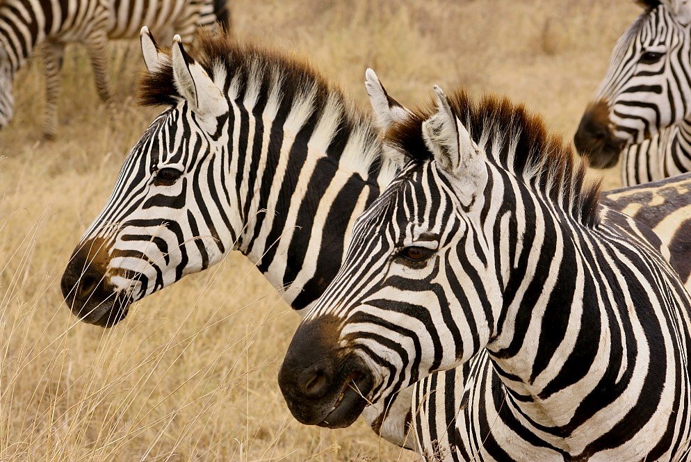 Animales Animales