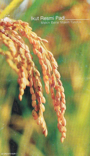 Ikut Resmi Padi Semakin Berisi Semakin Tunduk