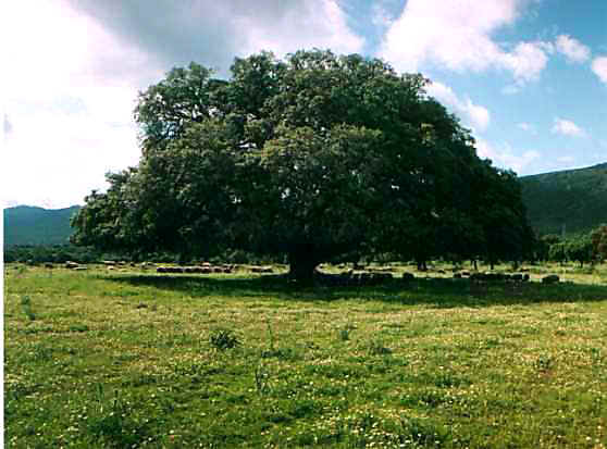 ENCINAS ARBOL encinas arbol: