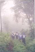 Misty Walk the Jungles @ Coorg