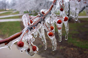 ICICLES on TREES -3