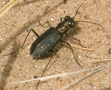 beetles in michigan