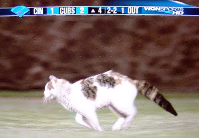Wrigley Cat Running