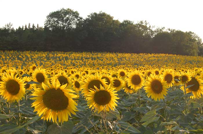 [gallery14_sunflowers_lg.jpg]