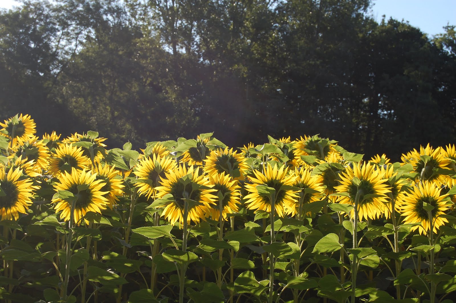 [sunflowers_languedoc.JPG]