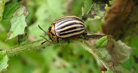 ESCARABAJO DE LA PATATA