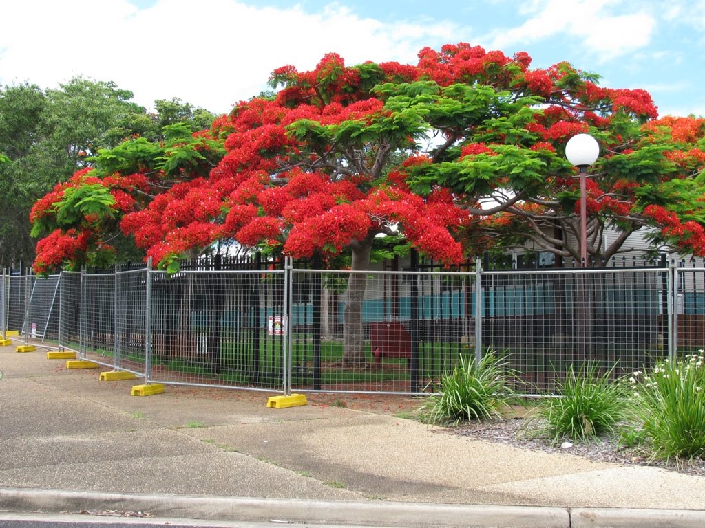 Mutterings from Maryville Red