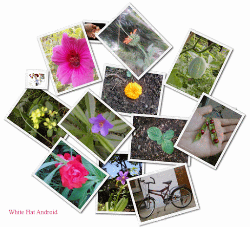 Sample Collages By White Hat Android image Sample Collages online By White Hat Android image