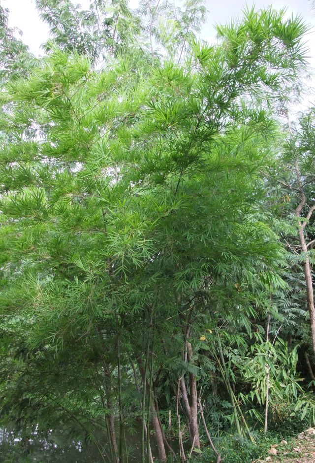 bambusa beecheyana