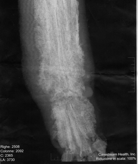 [lastra+maremmano+2+no+identify.jpg]