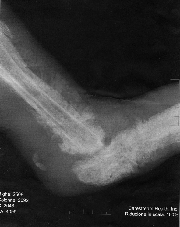 [lastra+maremmano+1+no+identify.jpg]