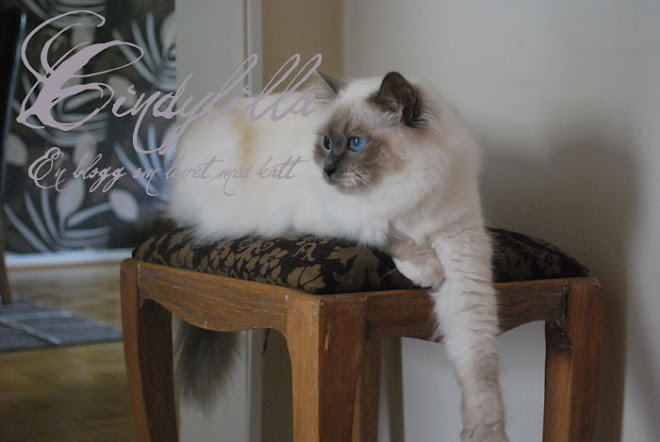 Cindylilla- ett kattliv