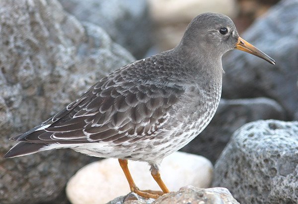 [Purple+Sandpiper+2+.JPG]