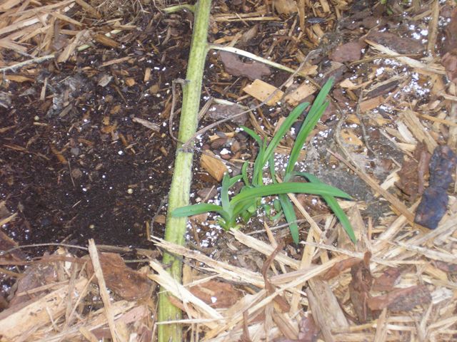 [daylilies+already+growing+1.JPG]