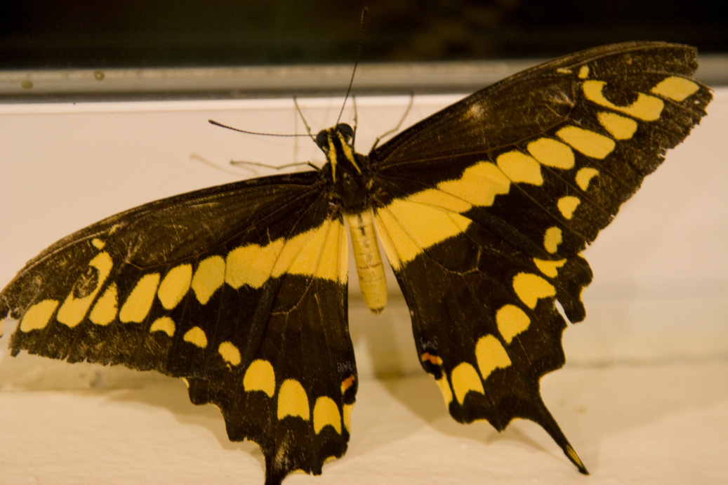 Palm Springs Daily Photo Dead Butterfly