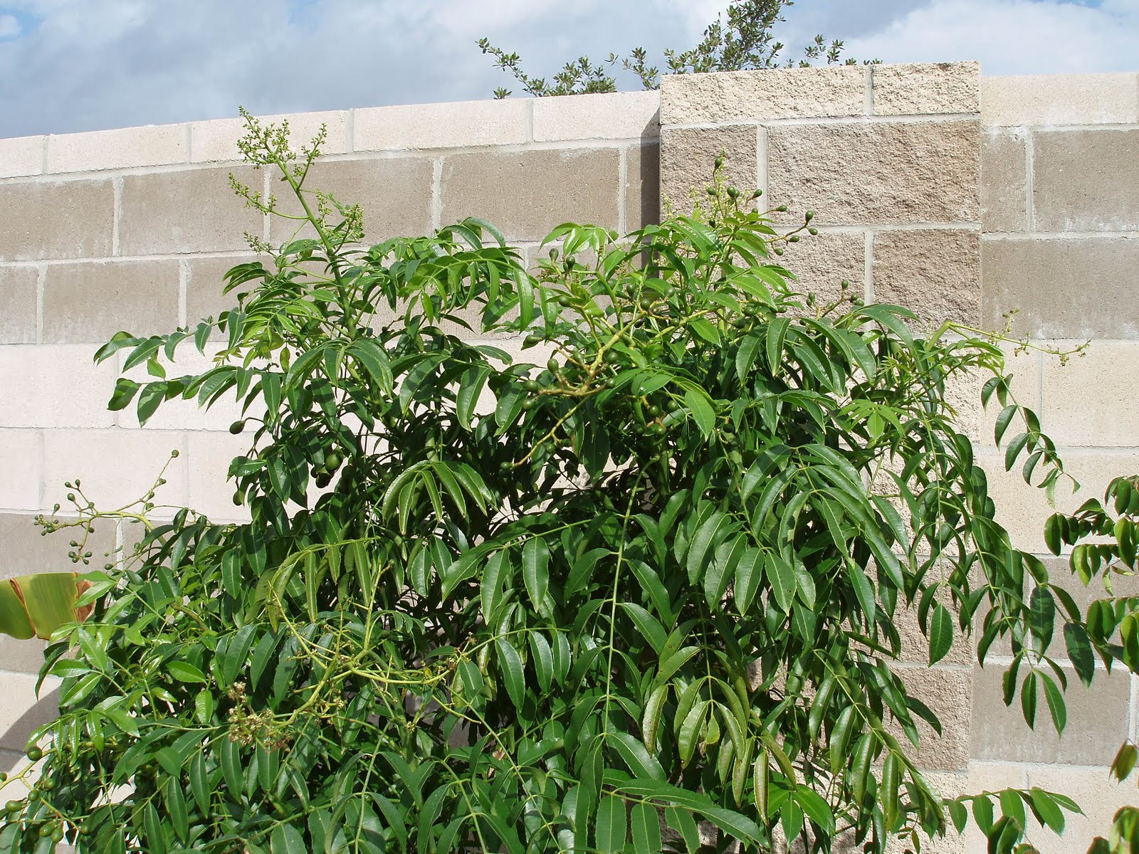 Almost Tropical in Texas Ambarella, Dwarf June Plum