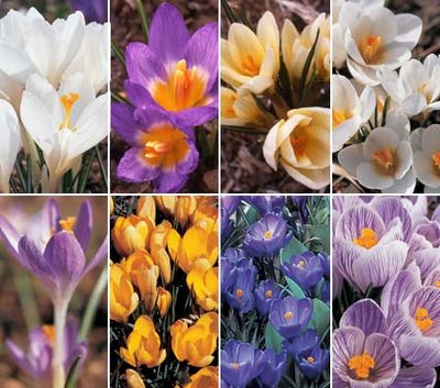 [Crocus-bulbs.jpg]