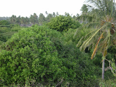 coconut shamba in lamu