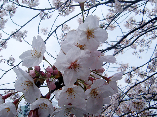 Prunus sargentii