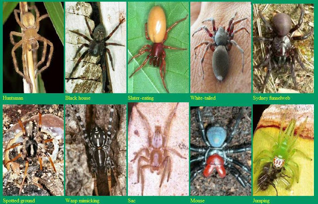 Australian WildLife: SPIDERS