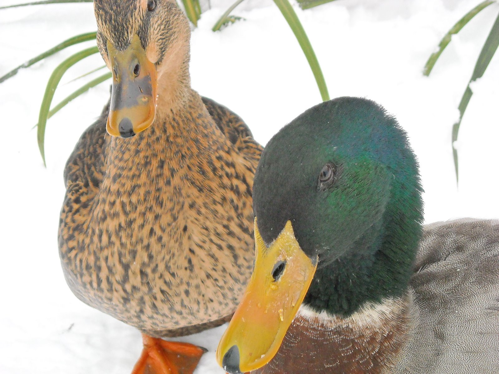 [portland+in+the+snow+024.JPG]