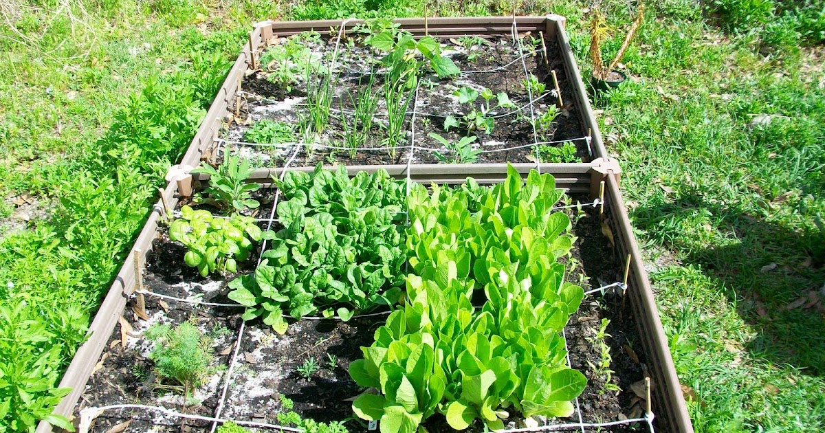 Garden: My Backyard Vegetable Garden