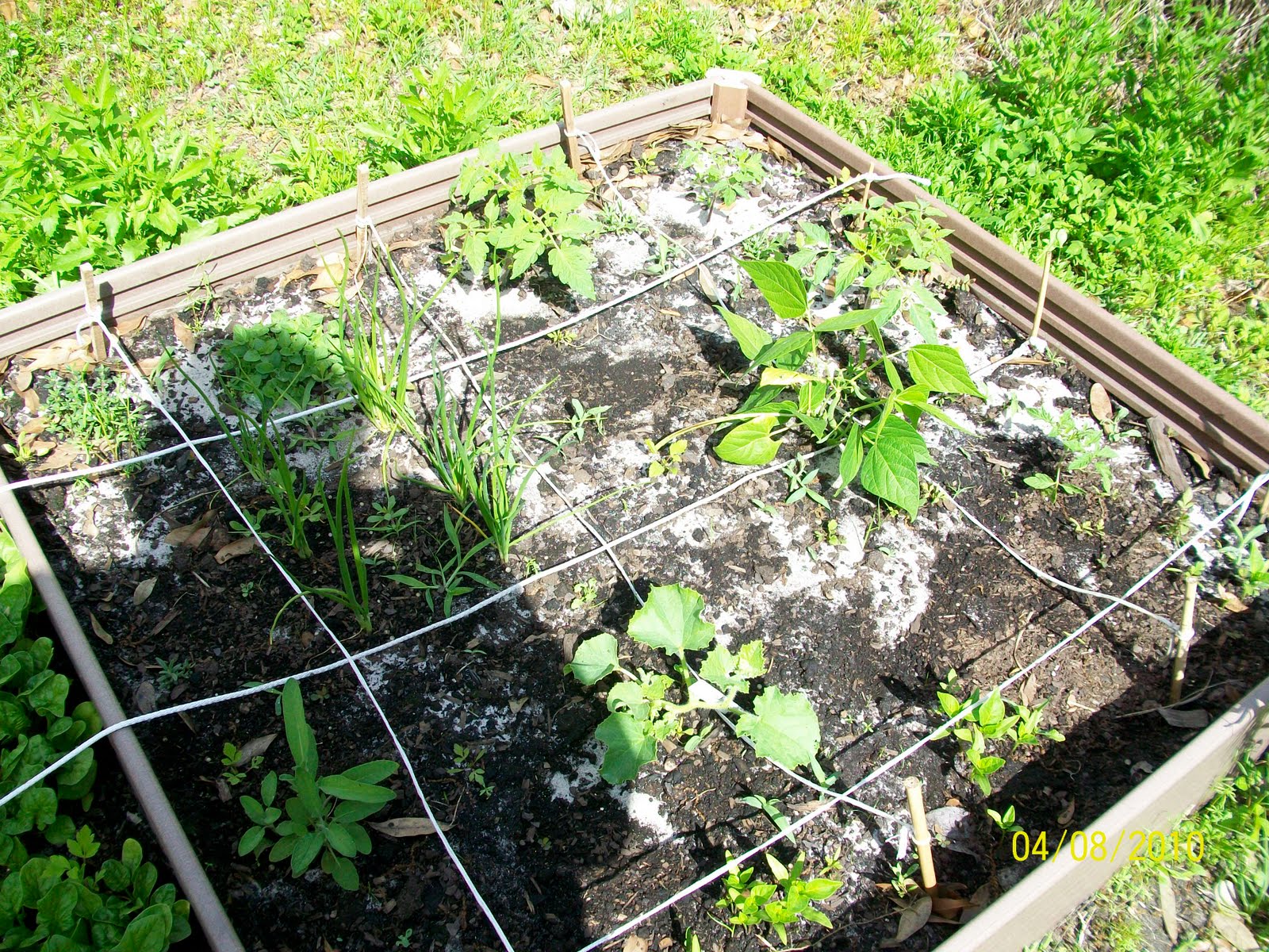 Garden: My Backyard Vegetable Garden