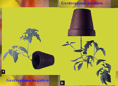 TROPISMO PLANTAS TREPADORAS tropismo plantas trepadoras: