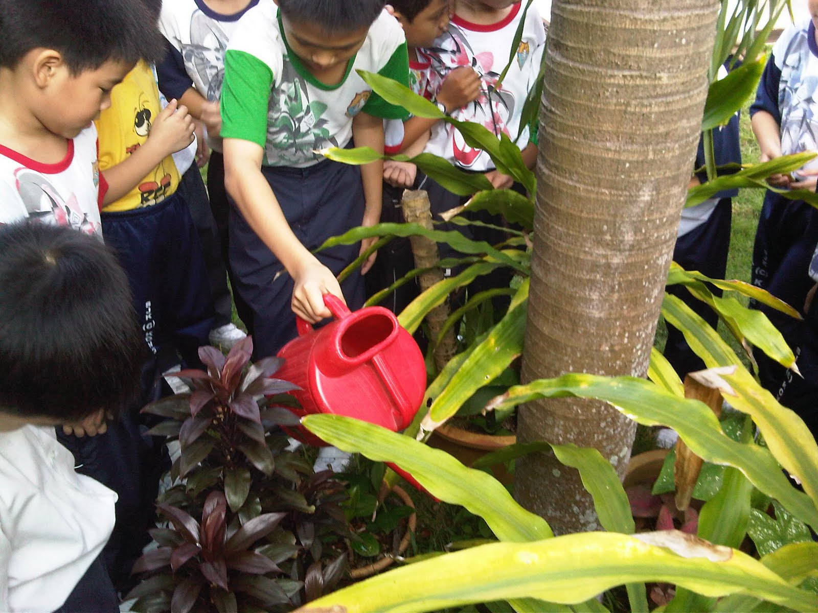 ''Live and love green" Water plants in the evening