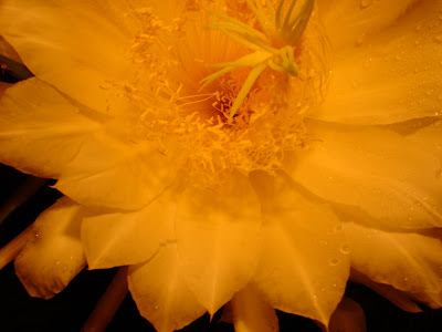Dragon+fruit+plant+in+california