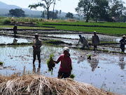 Menanam padi di sawah di Konga