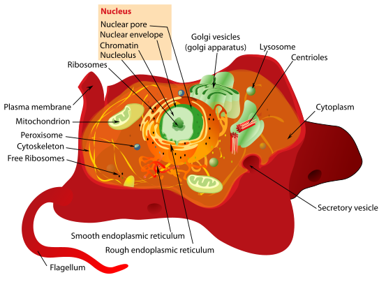 This picture shows an animal cell and labels the different parts This picture shows an animal cell and labels the different parts