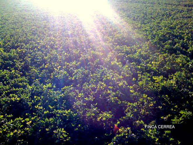 alfalfa en rama de Granada