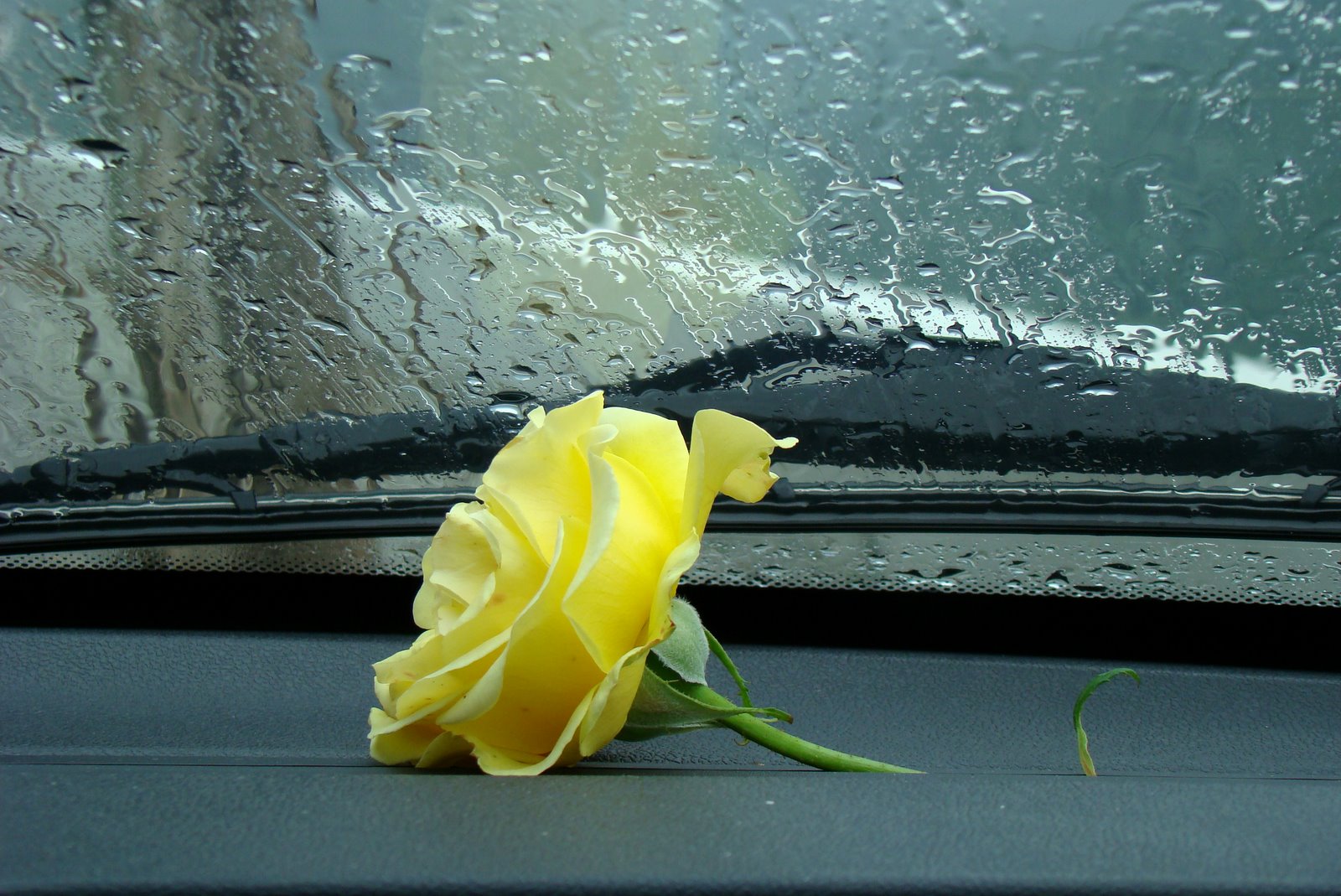 [DSC02182-corr.jpg]