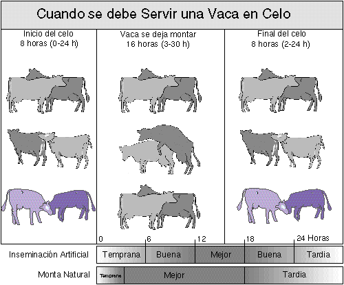 INSEMINACION ARTIFICIAL GANADO VACUNO inseminacion artificial ganado vacuno: