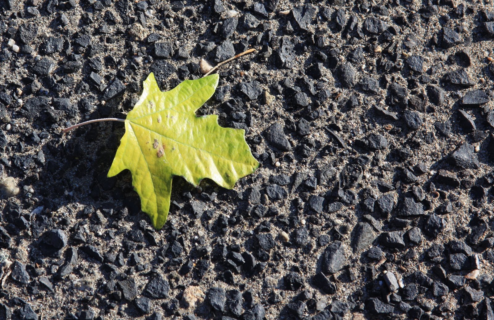 [IMG_1554.JPG]