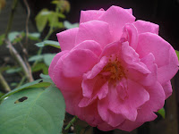 Sweet Pink Rose - Dedicated To My Beloved Mum