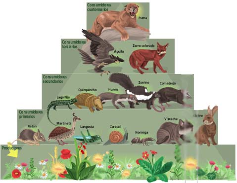 Animales En Peligro De Extincion La Cadena Alimenticia