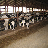 gambar peternakan sapi gambar peternakan sapi