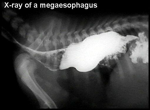 Canine Megaesophagus