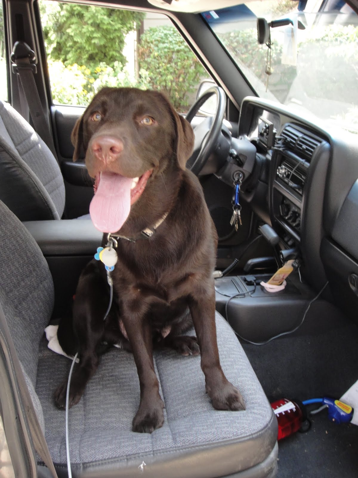 Canine Megaesophagus New experiment with his Megaesophagus diet