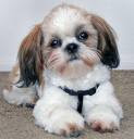 Anjing Shih Tzu